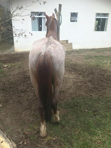 Vendo cavalo criolo - Foto 4