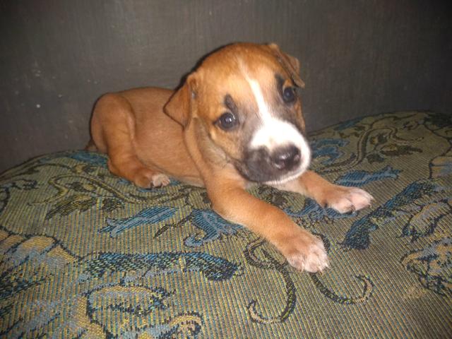 Vendo filhotes de Pitbull
