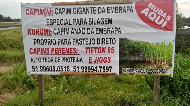 Capim capiaçu - Foto 2