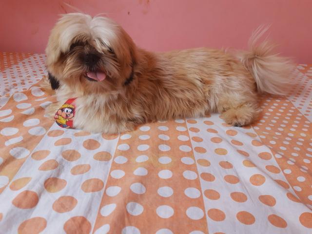 Shih tzu macho - Foto 2