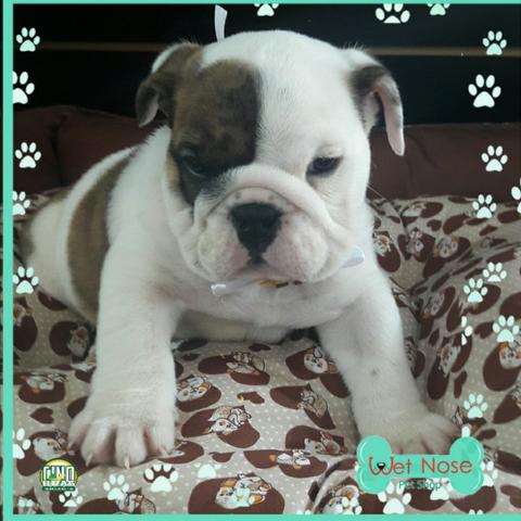 Bulldog Ingles Macho - Lindo Macho So aqui Na Wet Nose