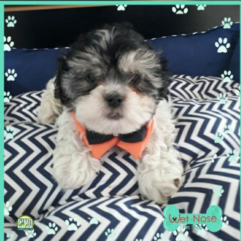 Lhasa Macho- Venha Se Encantar Com tanta Fofura Aqui Na Wet Nose