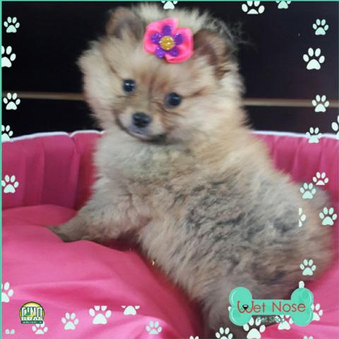 Spitz Alemao- Linda Femea Disponivel So Aqui Na Wet Nose