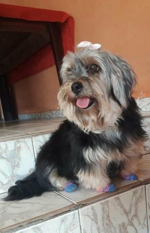 Filhotes de Yorkshire Terrier Mini