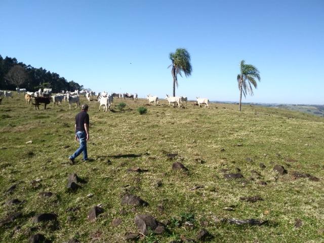 Otima fazendinha - Foto 5