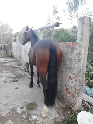 Vendo égua criola - Foto 4
