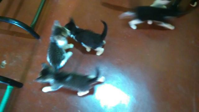 Doação gatos - Foto 5