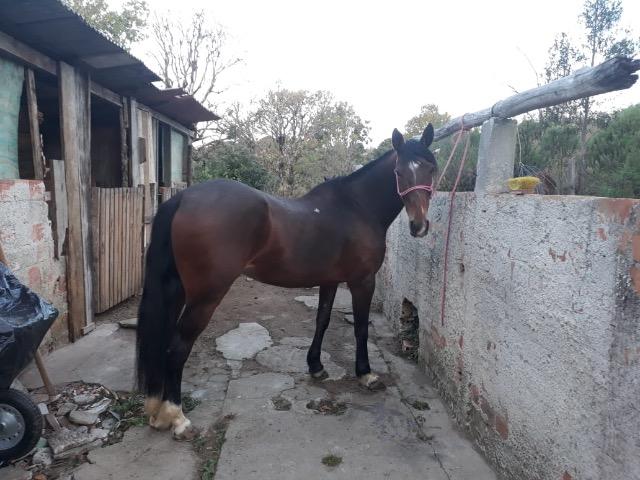 Vendo égua criola - Foto 5