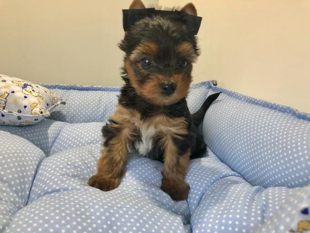 Machinho de yorkshire mini 6x no cartão