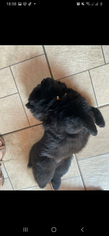 Vendo filhote de Chow Chow - Foto 3