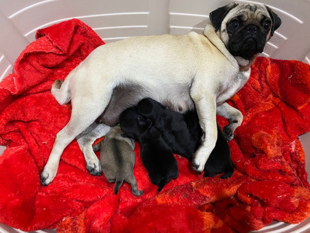 Filhotes de Pug Fêmea e Machos - Foto 4