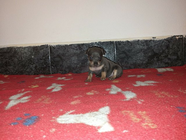 Pinscher Zero ÚLTIMO CASAL disponível