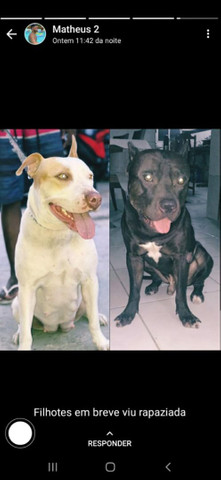 Pit Bull