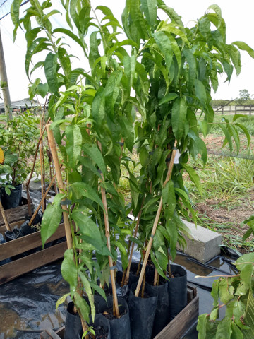 Mudas frutíferas - Foto 5