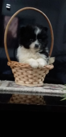 Spitz Alemão Anão/ Luluzinhos Apaixone se!