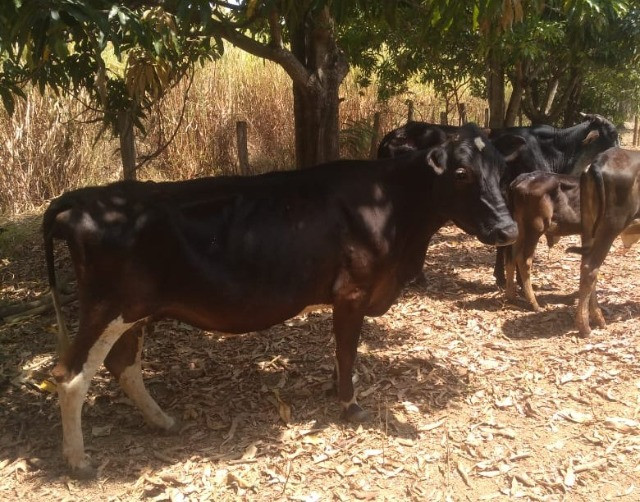 Vaca, novilha e bezerros