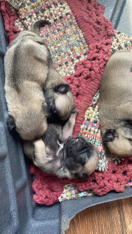 Filhote de Pug Exelente Linhagem - Foto 5