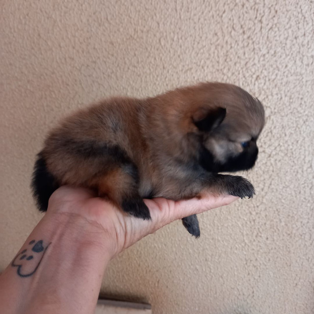 SPITZ ALEMÃO FEMEA