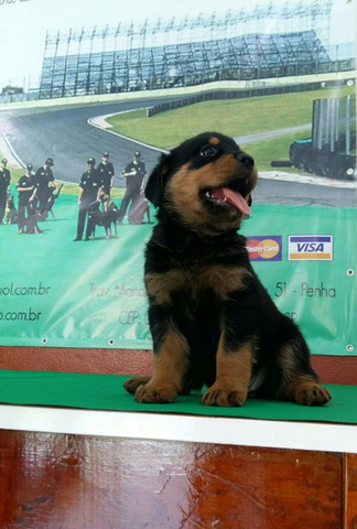 Companhia Guarda E Segurança Rottweiler Porte Grande Alemão É Aqui - Foto 4