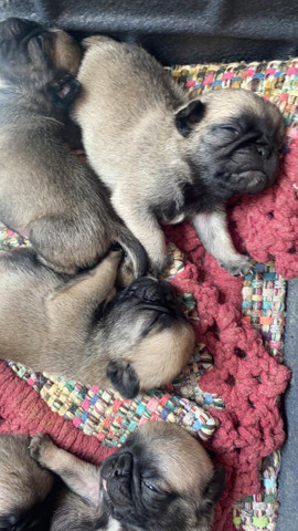 Filhote de Pug Exelente Linhagem - Foto 4