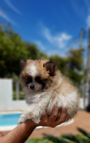 Lulu da pomerania - Foto 3