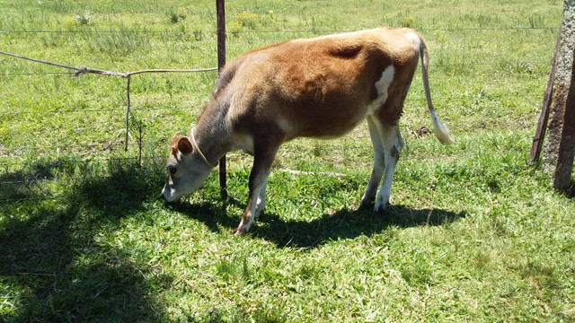 Vendo terneira jérsei - Foto 3