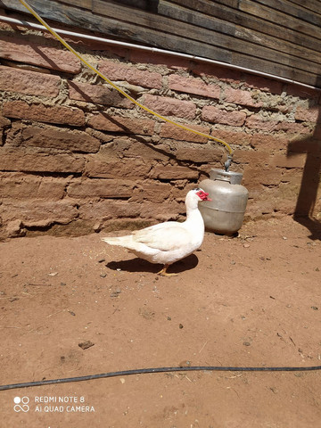 Vendo pato
