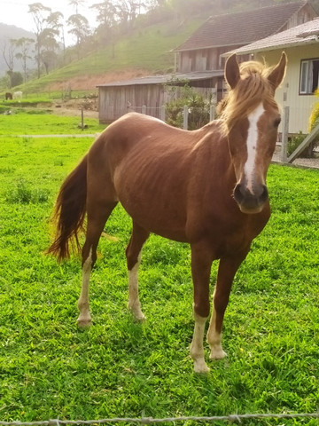 Cavalo para cavalgadas - Foto 5