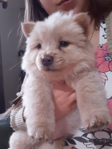 Vendo filhote de chow chow macho 75 dias já, ja come ração - Foto 2