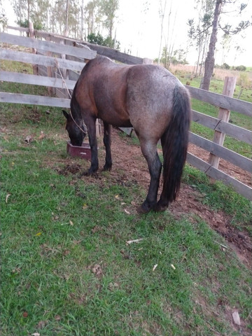 Cavalo crioulo - Foto 2