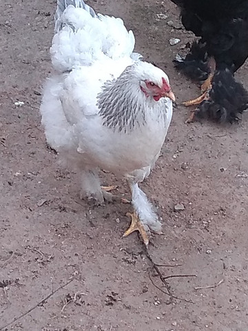Galos e galinhas de raça - Foto 2