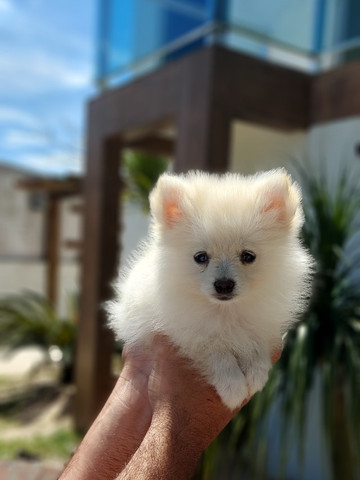 Lulu da pomerania - Foto 2
