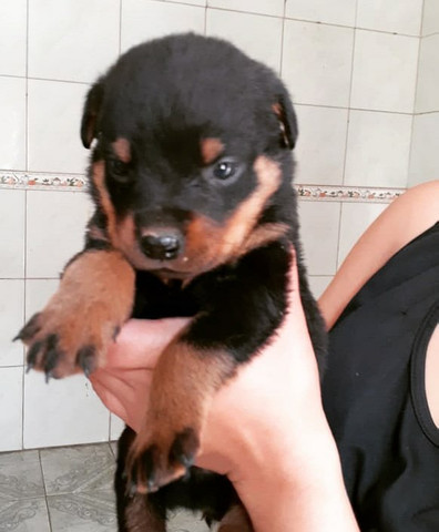 Vendo *