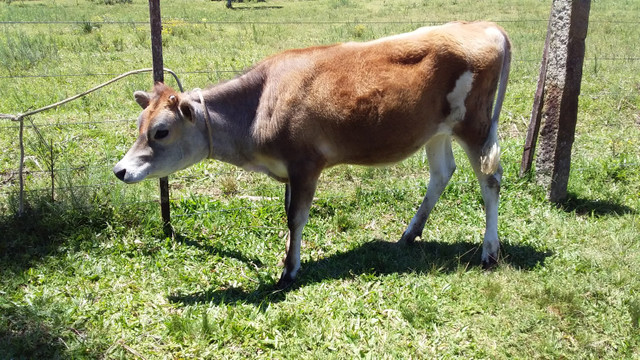 Vendo terneira jérsei - Foto 2