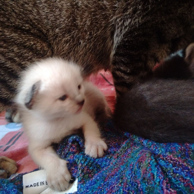 Doa se filhotes de gato - Foto 3