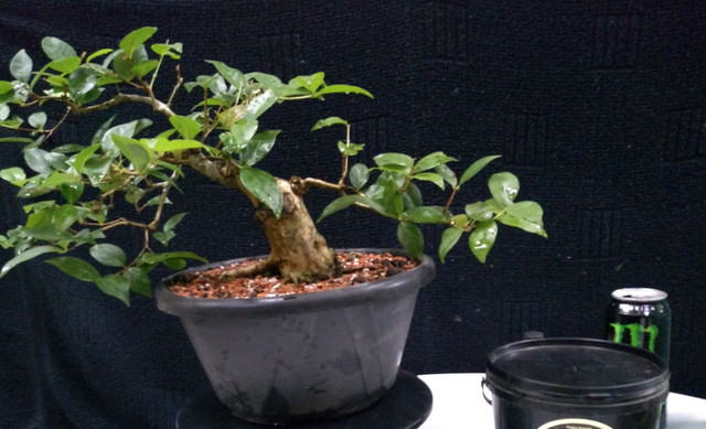 Pré bonsai de pitangueira