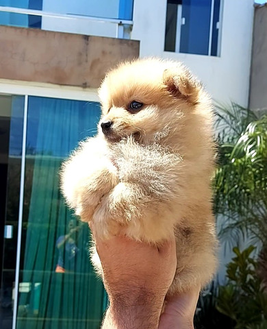 Lulu da pomerania - Foto 4