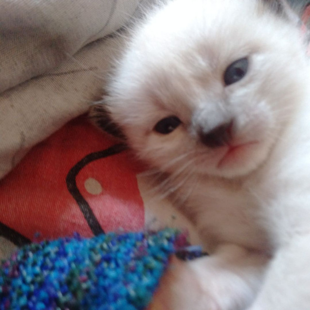 Doa se filhotes de gato - Foto 4