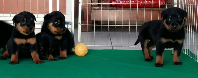 Lindos E Robustos Filhotes De Rottweiler Chame E Confira Canil Império - Foto 6