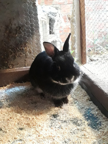 Vendo três coelhos netherland dwarf - Foto 2