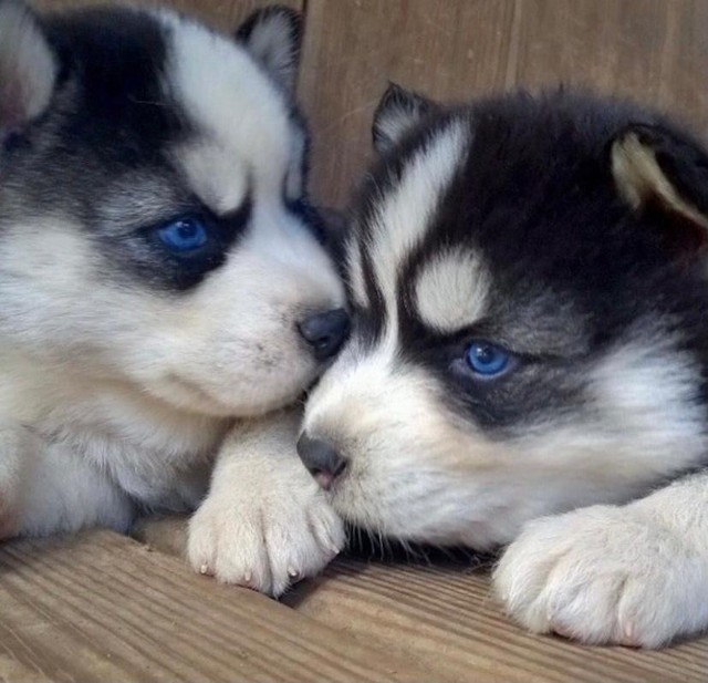 HUSKY SIBERIANO EXCELENTE LINHAGEM 