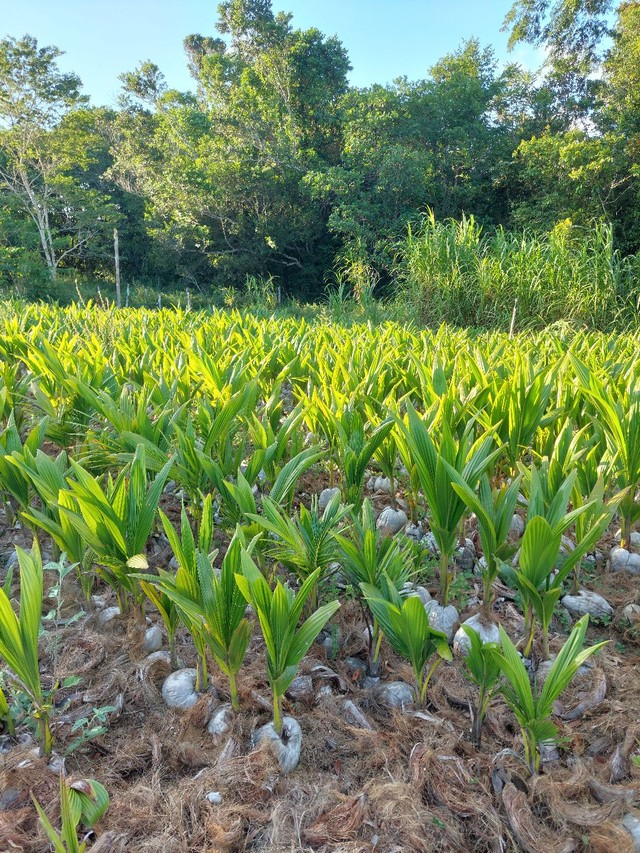 ? VENDA DE MUDAS DE COQUEIRO ANÃO - Origem: EMBRAPA-PE ? - Foto 2