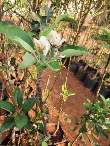 Frutíferas diversas produzindo - Foto 5