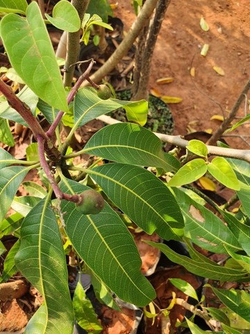 Frutíferas diversas produzindo - Foto 4