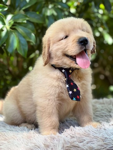 Filhotes de Golden Retriever - RN - Cachorros e acessórios - Tirol, Natal 1126182345 | OLX Filhotes de Golden Retriever - RN - Cachorros e acessórios - Tirol, Natal 1126182345 | OLX