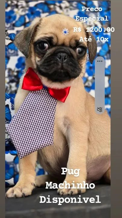 Pug macho foto real na petshowlondrina