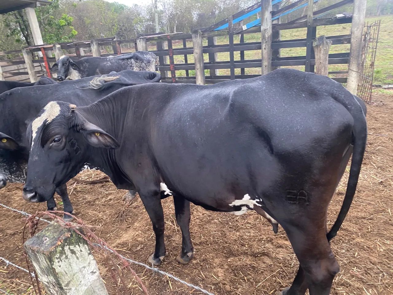 Vaca Girolando - Foto 6