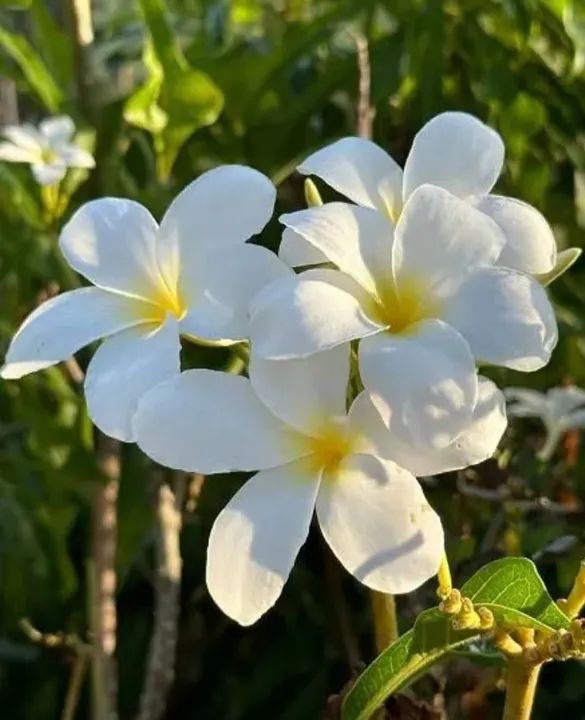 mudas de flor do caribe - Foto 4
