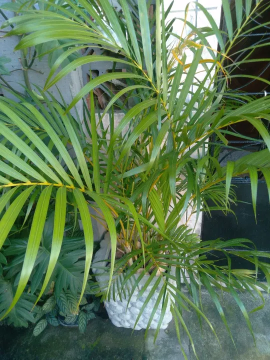 Planta ornamental com o vaso