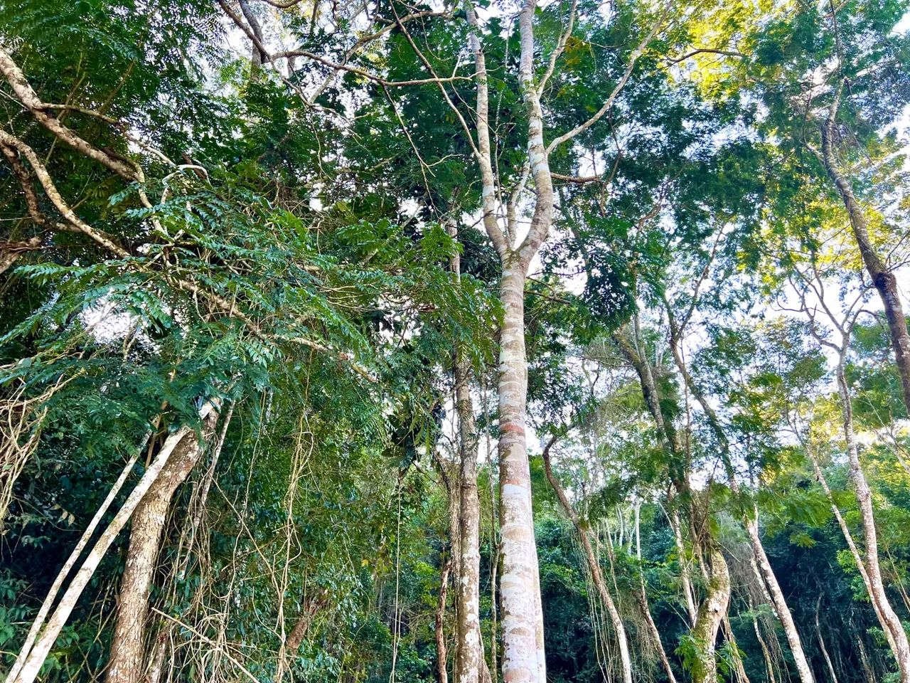 Ocasião, lindo Terreno em Santa Teresa, Circuito Caravaggio  - Foto 9